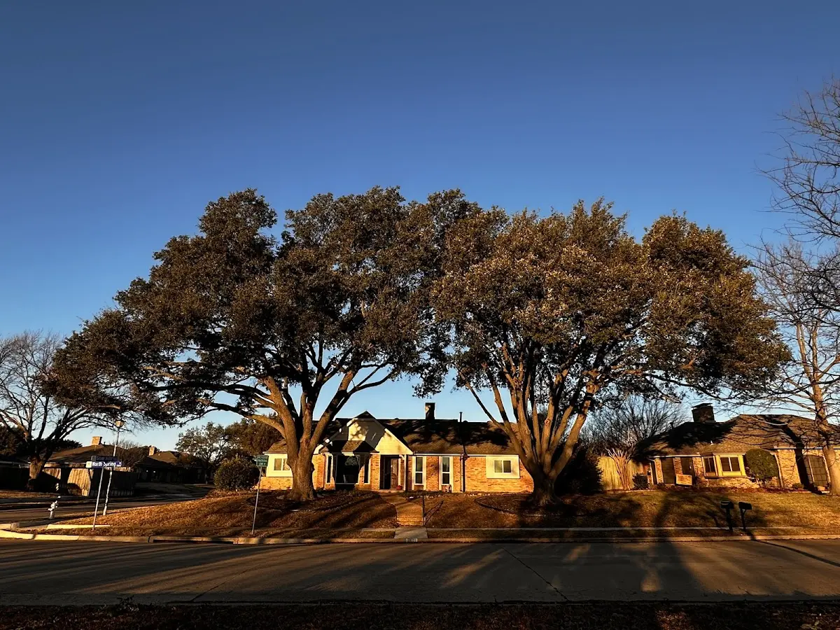 Established residential canopy tree shading a home in Foxburg